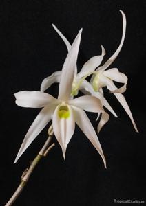 Dendrobium wilsonii