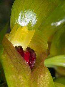 Bulbophyllum graveolens