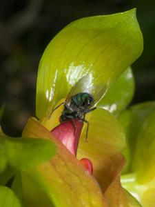 Bulbophyllum graveolens