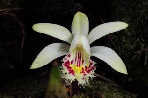 Pleione forrestii