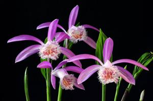 Pleione formosana