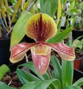 Paphiopedilum villosum var. annamense