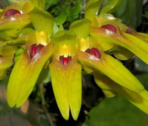 Bulbophyllum graveolens