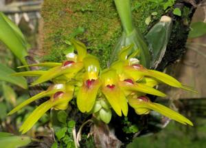 Bulbophyllum graveolens