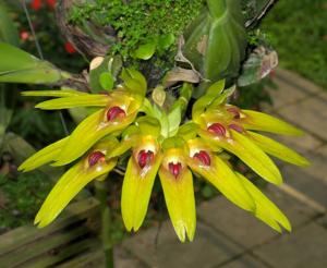 Bulbophyllum graveolens