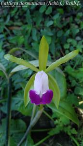 Cattleya dormaniana