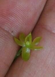 Angraecum pinifolium