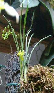 Angraecum pinifolium