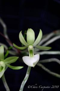 Dendrophylax funalis