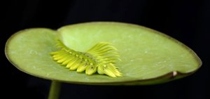 Acianthera pectinata