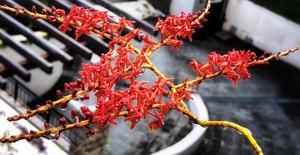 Renanthera elongata