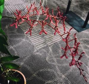 Renanthera isosepala