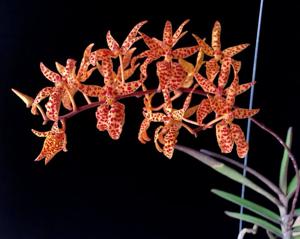 Renanthera monachica