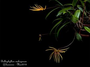 Bulbophyllum makoyanum