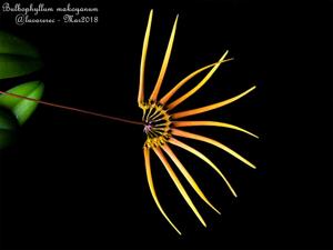 Bulbophyllum makoyanum