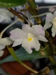 Dendrobium mutabile