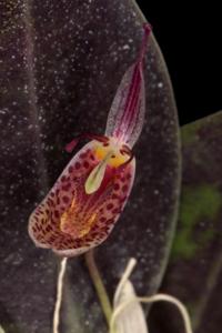 Restrepia howei