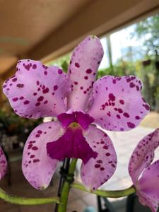 Cattleya amethystoglossa