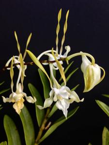 Dendrobium strepsiceros