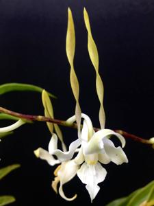 Dendrobium strepsiceros