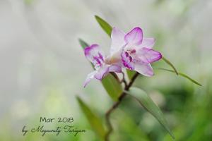 Dendrobium lanceolatum
