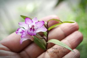 Dendrobium lanceolatum