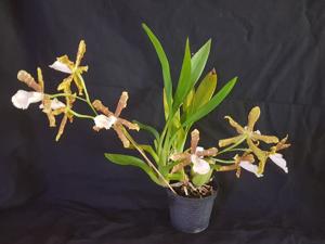 Miltonia candida