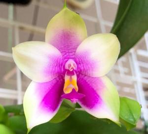 Phalaenopsis bellina