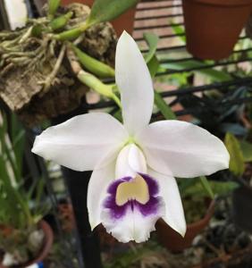 Cattleya pumila