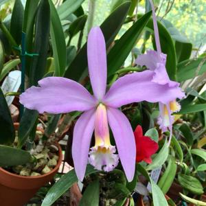 Cattleya jongheana