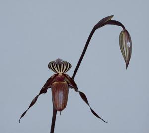 Paphiopedilum wilhelminae