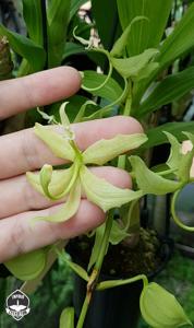 Cycnoches pentadactylon