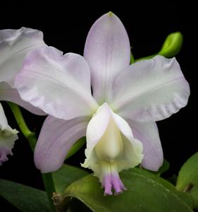 Cattleya loddigesii