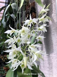 Dendrobium johnsoniae