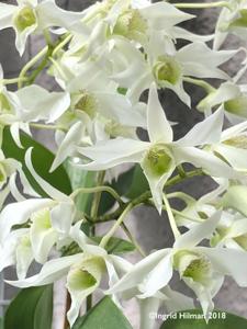 Dendrobium johnsoniae