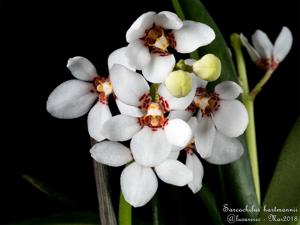 Sarcochilus hartmannii