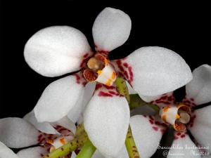 Sarcochilus hartmannii