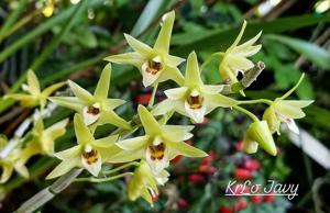 Dendrobium officinale