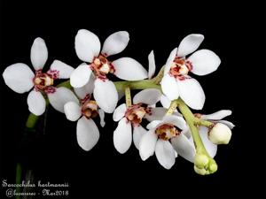 Sarcochilus hartmannii