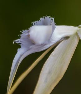 Brassavola appendiculata