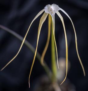 Brassavola appendiculata