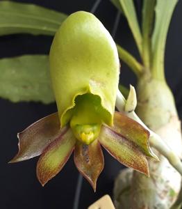 Catasetum saccatum