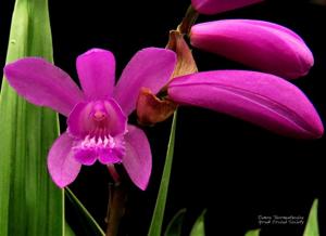 Bletilla striata