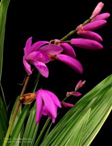 Bletilla striata