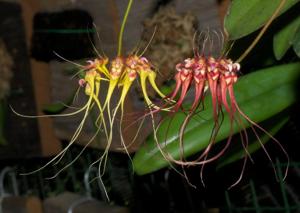 Bulbophyllum gracillimum