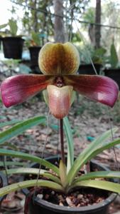 Paphiopedilum hirsutissimum