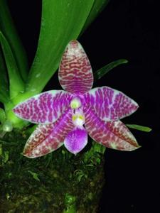 Phalaenopsis lueddemanniana