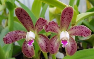 Cattleya guttata