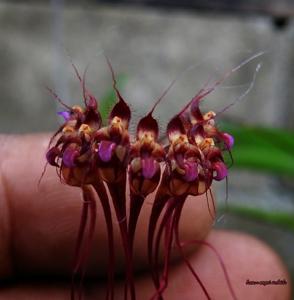 Bulbophyllum gracillimum