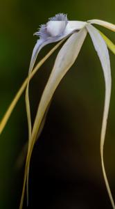 Brassavola appendiculata